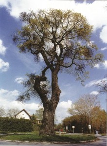 Mátyás-hagyomány